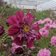 Image result for Cosmos bipinnatus `Double Click`