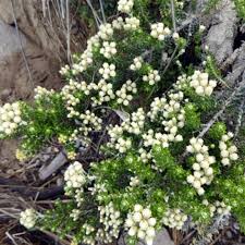 Attēlu rezultāti vaicājumam “Fragaria viridis flower”