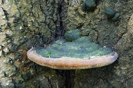 Attēlu rezultāti vaicājumam “Phellinus populicola”