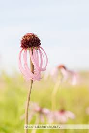 Image result for Echinacea pallida