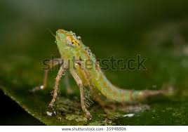 Attēlu rezultāti vaicājumam “Macrosteles sp. nymph”