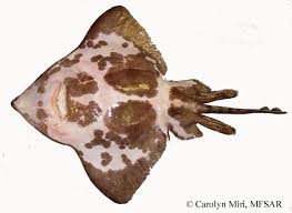 Image result for Amblyraja hyperborea