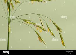 Attēlu rezultāti vaicājumam “Bromopsis inermis fruit”