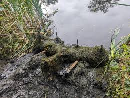 Image result for Bollington & Royal Oak Angling Society