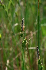 Attēlu rezultāti vaicājumam “Carex acuta leaf”