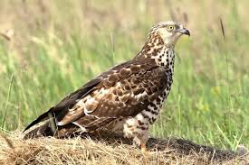 Attēlu rezultāti vaicājumam “Pernis apivorus”