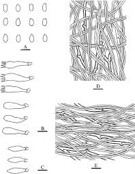 Attēlu rezultāti vaicājumam “Antrodia sinuosa”