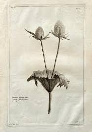 Image result for Dipsacus laciniatus