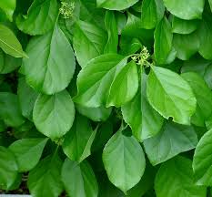 Attēlu rezultāti vaicājumam “Celastrus flagellaris”