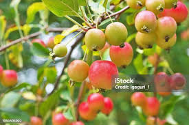 Attēlu rezultāti vaicājumam “Malus prunifolia fruit”