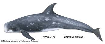 Image result for Grampus griseus
