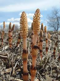 Attēlu rezultāti vaicājumam “Equisetum arvense”
