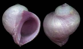 Attēlu rezultāti vaicājumam “Ombrophila violacea”