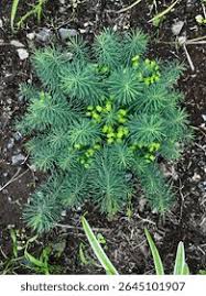 Attēlu rezultāti vaicājumam “Euphorbia cyparissias leaf”