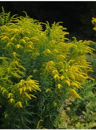 Attēlu rezultāti vaicājumam “Leucojum vernum var. carpathicum”