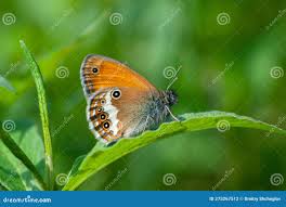 Attēlu rezultāti vaicājumam “Coenonympha arcania”