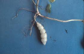 Attēlu rezultāti vaicājumam “Badhamia bethelii stalked”