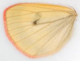 Attēlu rezultāti vaicājumam “Diacrisia sannio female”