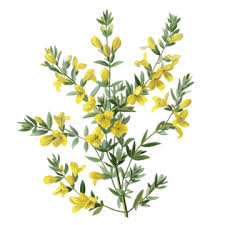 Attēlu rezultāti vaicājumam “Cytisus scoparius flower”