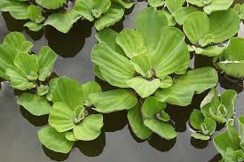 Attēlu rezultāti vaicājumam “Pistia stratiotes”