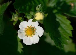 Image result for Fragaria vesca