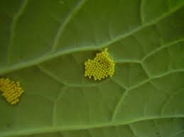 Attēlu rezultāti vaicājumam “Pieris brassicae underside”