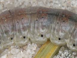 Attēlu rezultāti vaicājumam “Agrotis vestigialis”