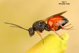 Attēlu rezultāti vaicājumam “Diplolepis rosae”