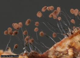 Attēlu rezultāti vaicājumam “Comatricha nigra”