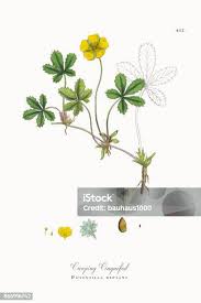 Attēlu rezultāti vaicājumam “Potentilla reptans leaf”