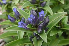 Attēlu rezultāti vaicājumam “Gentiana cruciata bud”