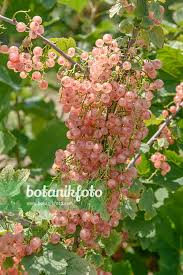 Attēlu rezultāti vaicājumam “Ribes rubrum”