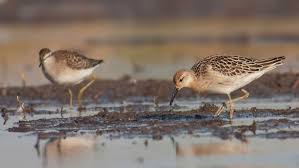 Attēlu rezultāti vaicājumam “Philomachus pugnax”