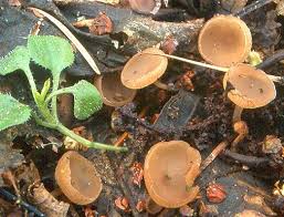 Attēlu rezultāti vaicājumam “Ciboria amentacea”