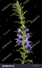 Image result for Dracocephalum moldavicum