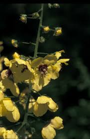 Attēlu rezultāti vaicājumam “Verbascum blattaria”