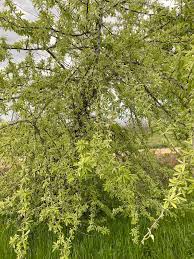 Attēlu rezultāti vaicājumam “Lycogala botrydium sessile”