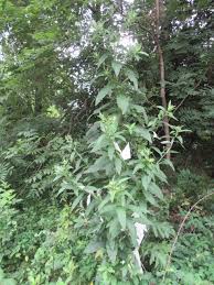 Attēlu rezultāti vaicājumam “Cirsium x rigens leaf”