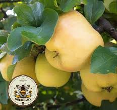 Attēlu rezultāti vaicājumam “Cydonia oblonga fruit”