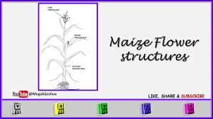 Attēlu rezultāti vaicājumam “Zea mays female flower”
