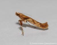 Attēlu rezultāti vaicājumam “Caloptilia hemidactylella”