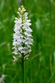 Attēlu rezultāti vaicājumam “Dactylorhiza fuchsii flower”