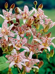 Image result for Tricyrtis `Black Beauty`