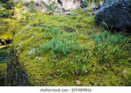 Attēlu rezultāti vaicājumam “Polytrichales”