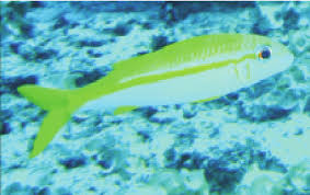 Image result for Parupeneus cyclostomus