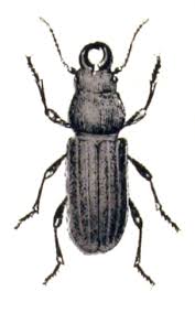 Attēlu rezultāti vaicājumam “Spondylis buprestoides”