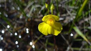 Attēlu rezultāti vaicājumam “Utricularia intermedia bud”