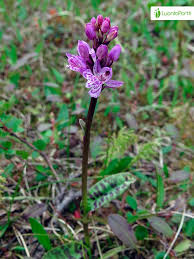 Attēlu rezultāti vaicājumam “Dactylorhiza majalis subsp. baltica leaf”