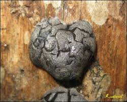 Attēlu rezultāti vaicājumam “Amaurochaete atra”