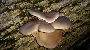 Attēlu rezultāti vaicājumam “Amaurochaete atra”